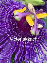 AW Purple Passion Flower Seeds Passiflora Passionfruit Organic Lilikoi V... - $10.79