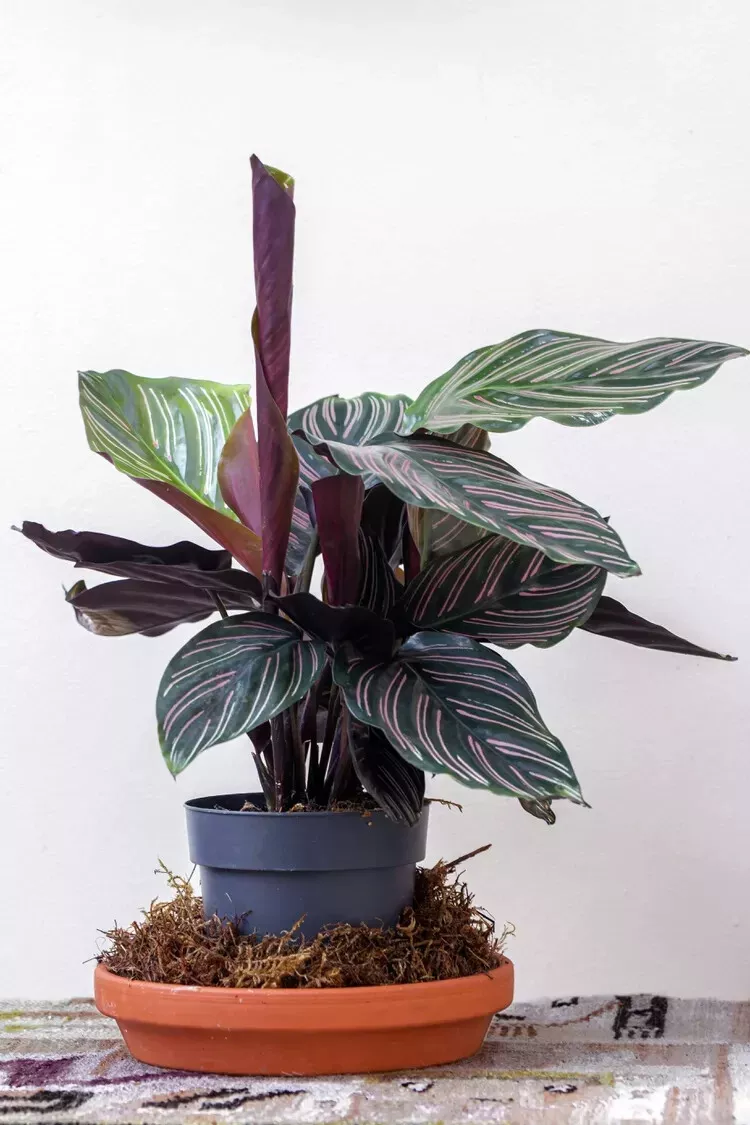 Pin-Stripe Calathea 25+ Seeds for Garden Planting - £9.26 GBP