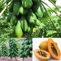 100 Seeds Maradol Papaya Vegetable Fruit Tree Plants Seeds Outdoor Home Garden - £23.16 GBP