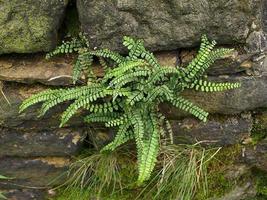 20 Maidenhair SPLEENWORT fern rhizomes-(asplenium platyneuron) image 2