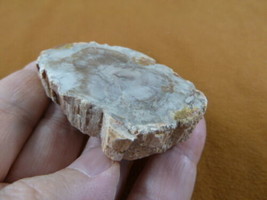 R805-31) genuine fossil Petrified Wood slice specimen Madagascar organic... - £11.92 GBP