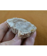 R805-31) genuine fossil Petrified Wood slice specimen Madagascar organic... - $14.95