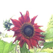 25 Red Sun Sunflower Seeds Heirloom Non Gmo Fresh Rare Fast Shipping - £7.16 GBP