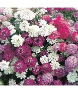 BRN Candytuft Seed Dwarf Fairy Mix 1000 Seeds Pink Lavender White Flower... - $252.60 MXN