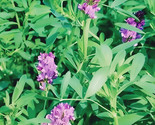 Alfalfa Cover Crop Seeds Non Gmo Heirloom 2000 Seeds Fast Shipping - $8.99