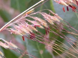 250 Ornamental Indian Grass Sorghastrum Nutans Native Seeds New Fast Shi... - $285.31 MXN