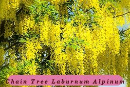 High Yield Golden Chain Tree {Laburnum Alpinum} 20 Seeds Us Seed - $85.28 MXN