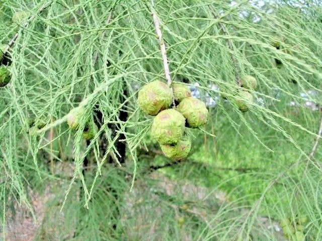 15 Pond Cypress Seeds Taxodium Distichum Var Imbricarium Fresh Garden - £9.59 GBP