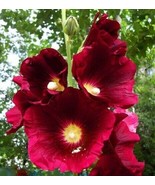 25 SEEDS HOLLYHOCK BURGUNDY RED FAST PLANTING HEIRLOOM SEEDS SWIFT RESULTS - $8.35