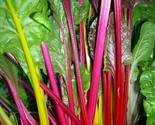 Rainbow Swiss Chard Seeds 100 Heat Tolerant Vegetable Garden Fast Shipping - $8.99