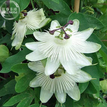 Passiflora Purely White Flower Seeds 30 Seeds Garden Beautiful - £5.10 GBP