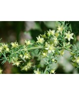 Wild albus Asparagus Acutifolius seeds  semillas graines free shipping - $10.12 CAD+