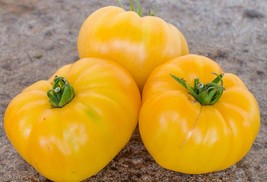 Dwarf Perfect Harmony tomato from the USA - 5+ Seeds - P 456 - $1.49
