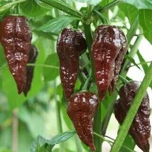 Bhut jolokia Indian Dark Red Naga Jolokia Pepper, 10 seeds  - £8.13 GBP