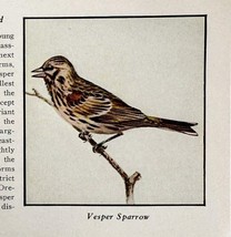 Vesper Sparrow Bird Print 1931 Blue Book Birds Of America Animals Art PC... - $19.99