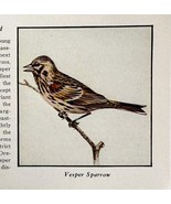 Vesper Sparrow Bird Print 1931 Blue Book Birds Of America Animals Art PC... - $19.99