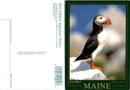 Maine Islands Atlantic Puffins Sitting On White Rock Orange Feet VTG Postcard - £7.38 GBP
