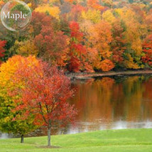 Sugar Golden Maple Tree 20 Seeds Plants Garden USA Shipping - £6.55 GBP