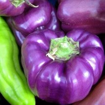 SKMO 25 Seeds Easy To Grow Purple Bell Peppers Vegetable Sweet Edible Food - £6.92 GBP