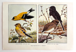 1927 Goldfinch And Dark Eyed Junco Bird Art Plate Color Book Print Wildl... - $19.99