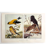 1927 Goldfinch And Dark Eyed Junco Bird Art Plate Color Book Print Wildl... - €17,16 EUR