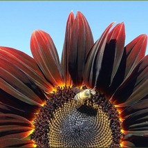 New Fresh Seeds 25 Chocolate Cherry Sunflower Helianthus Annuus Red Brown Flower - $14.90