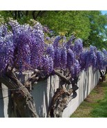 Japanese Wisteria Wisteria Floribunda Fragrant Showy Purple Flowering Vine Bonsa - $316.67 MXN