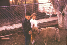 1965 Girl Boy Feeding a Sheep lamb 35mm Slide Transparency - £4.02 GBP