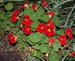 Empress Of India Black Velvet Tropaeolum Nanum Heirloom 5 Seeds - $8.99