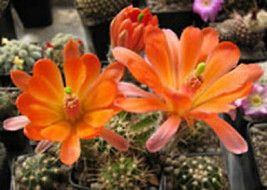 Echinocereus scheeri @J@ exotic flowering color cacti rare cactus seed 100 SEEDS - £11.18 GBP