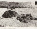 1933 Sao Paolo Brazil Instituto Butantan RPPC Postcard Rattlesnakes - $9.76
