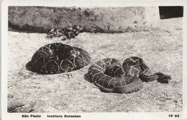 1933 Sao Paolo Brazil Instituto Butantan RPPC Postcard Rattlesnakes - £7.68 GBP