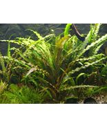 BUY 2 GET 1 FREE CRYPTOCORYNE SPIRALIS 1 PLANT -Freshwater Aquatic Live ... - €9,27 EUR