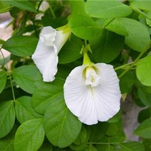 Clitoria Ternatea White Single Butterfly Pea White Queen 5 Seeds Fresh Seeds for - £5.77 GBP