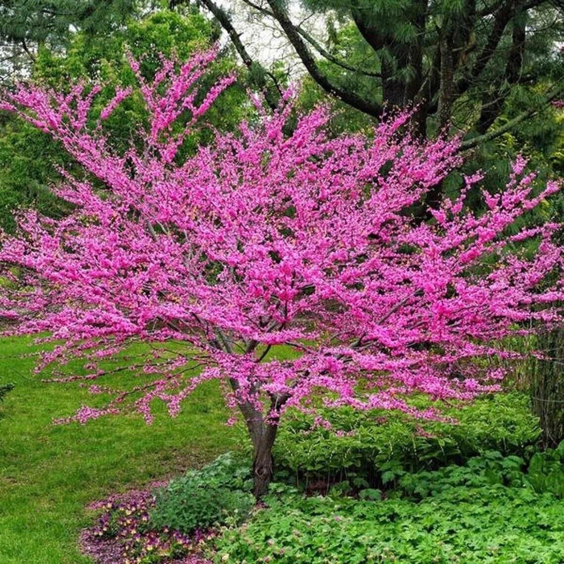 Primary image for EASTERN REDBUD 'Cercis canadensis' TREE 2 YEAR OLDS 18+ INCHES Fully Root Plant