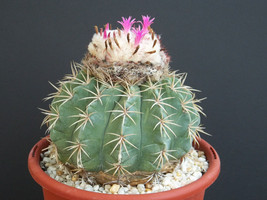Melocactus loboguerreroi exotic turk&#39;s cap cacti rare cactus spine seed 20 SEEDS - £7.16 GBP