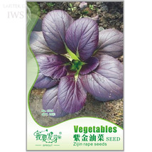 Edible Purple Rape Seeds Pack 20 Seeds Natural Organic Green Balcony Vegetable S - $5.46