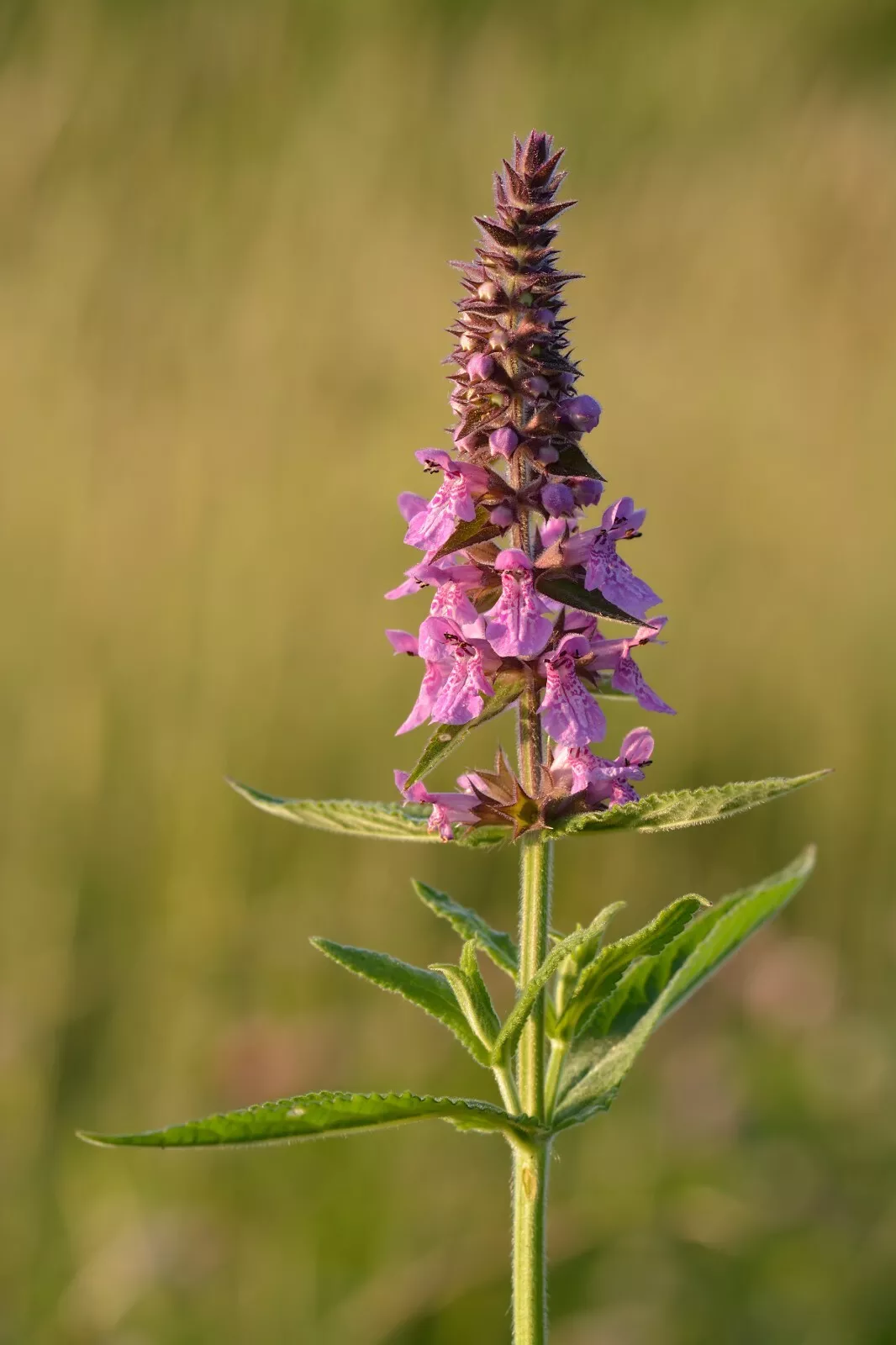 Marsh Woundwort Tubers-Stachys palustris-AKA Marsh Hedgenettle Hedge Nettle - $14.00