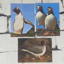 Bird Puffin Penguin Gull Postcard Lot of 3 Printed in Switzerland - £7.77 GBP