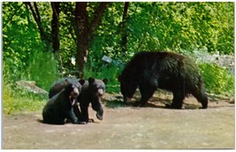 Vintage Baxter State Park Mother &amp; Bear Cubs Maine Unused Postcard - $14.84