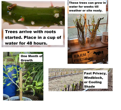 STEM Project - Grow a Tree - Grow a Live Plant - £9.98 GBP