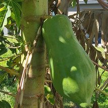 VP Hawaiian Sunrise (Strawberry) Papaya Planting USA FAST 25+ Seeds - £6.45 GBP