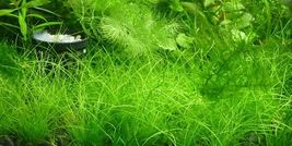 200 seeds Moss Live Aquatic Plants Aquarium Water Grass - £11.94 GBP