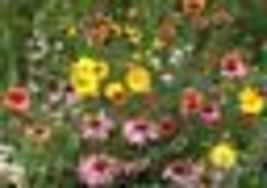 500+ Seeds! Wildflower Mix HONEY BEE Heirloom Flowers Pollinators Non-GMO - £9.45 GBP