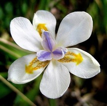 25 White African Iris Fortnight Lily Dietes Iridioides Butterfly Flower ... - £4.38 GBP