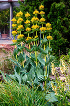 30 Great Yellow Gentian Gentiana Lutea Herb Flower Seeds USA Shipping - £10.96 GBP