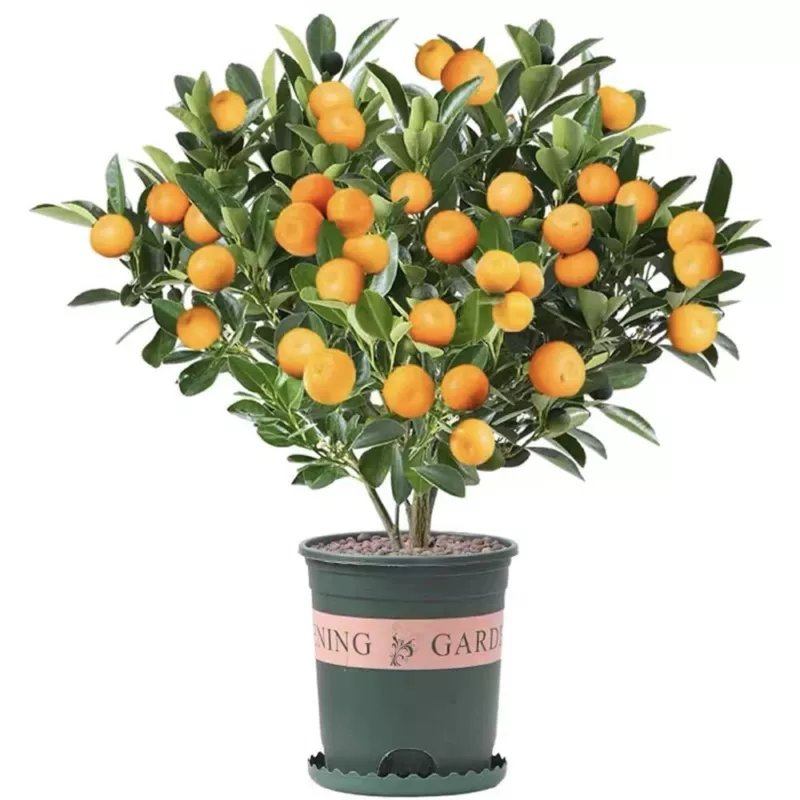 30 pcs Dwarf Bonsai Orange Tree Seeds - £11.28 GBP