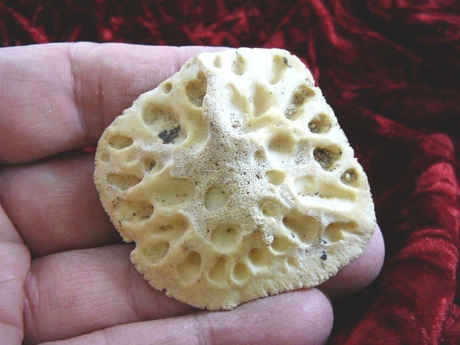 (G500-236) 1-7/8&quot; Gator ALLIGATOR BACK SCUTE bone bones BONY skutes croc... - $12.19