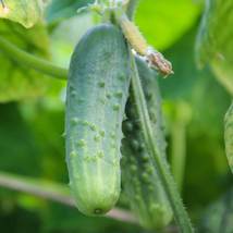 Ship From Us Cucumber Seeds - Boston Pickling - 6 G Packet - Heirloom TM11 - £10.48 GBP