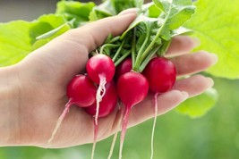 250 Cherry Belle Radish Seeds To Grow Your Own Food Gardening Beautiful USA SHIP - £14.54 GBP